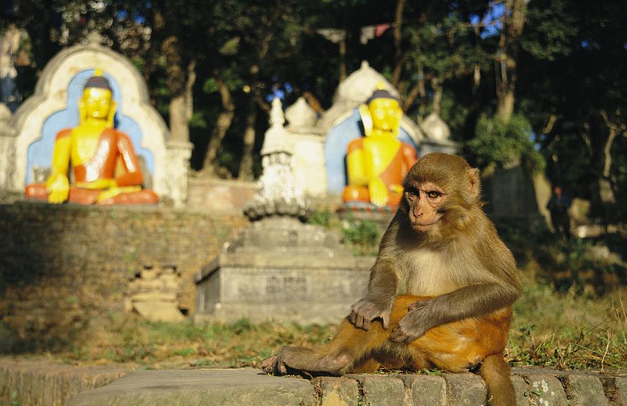 Изображение:Swayambhunath Tamqui2.jpg