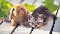 Как называют Новый год по лунному календарю