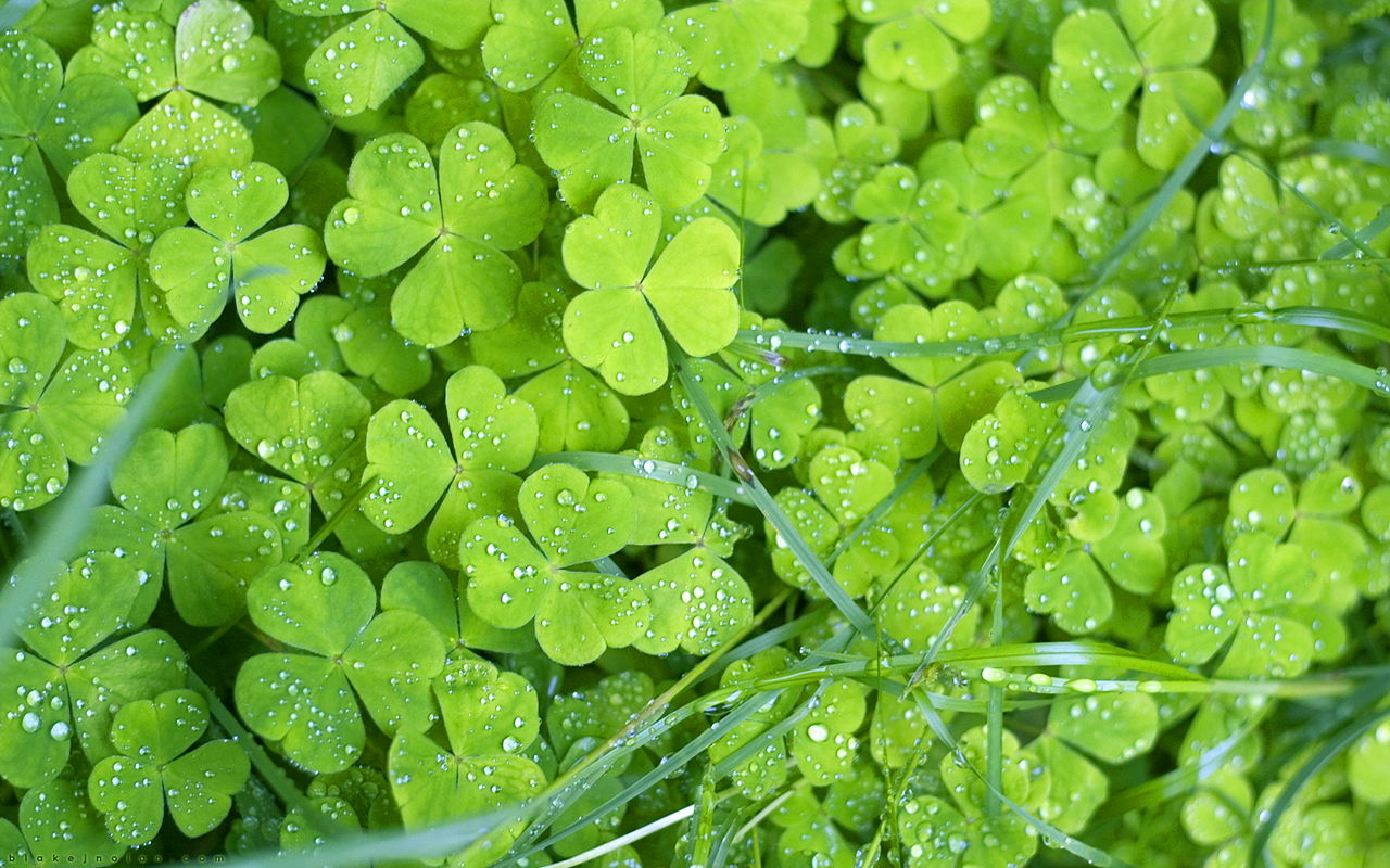 Изображение:00813 irishclovers 1680x1050.jpg